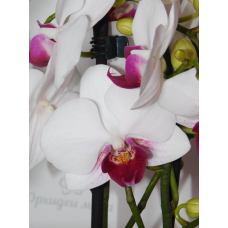 Phal. Hybrid №712