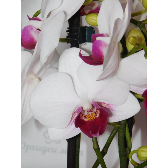 Фаленопсис Phal. Hybrid №712