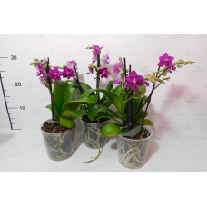 Phal. Hybrid №713