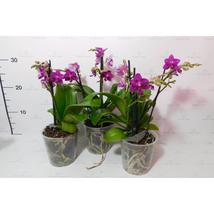 Фаленопсис Phal. Hybrid №713