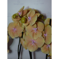 Phal. Pocahontas