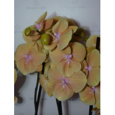 Phal. Pocahontas