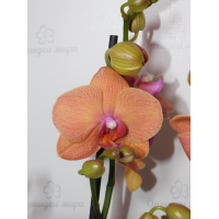 Phal. Hybrid №714