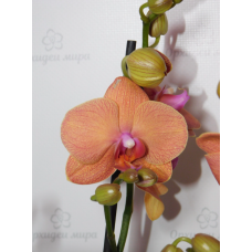 Phal. Hybrid №714
