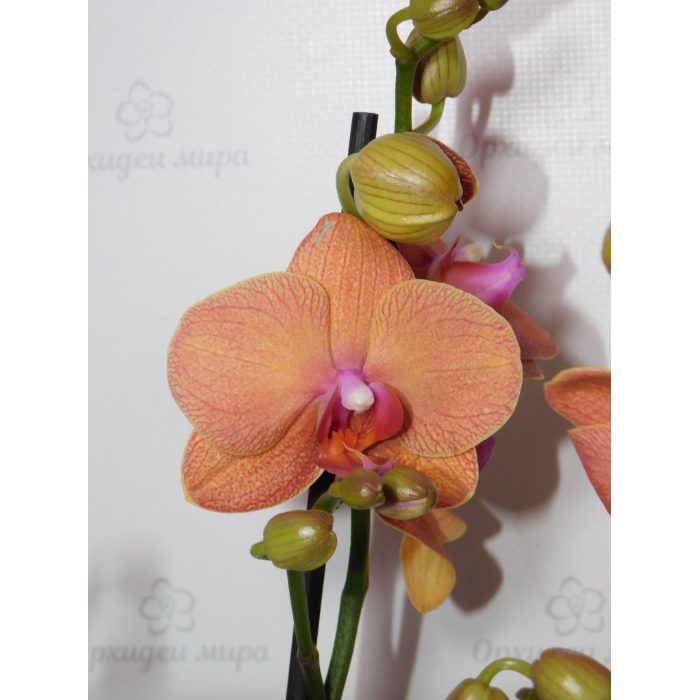Фаленопсис Phal. Hybrid №714