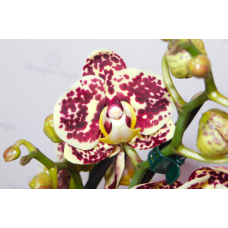 Phal. Hybrid №715