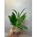 Фаленопсис Сого Готрис x Таида Перл ((Sogo Gotris x Taida Pearl) ES-1 бабочка)
