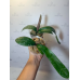 Фаленопсис (Schilleriana x Stuartiana Yellow)