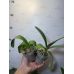 Фаленопсис Льюис Сакура КФ (Lius Sakura KF)