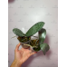 Фаленопсис (Schilleriana silver уценка)
