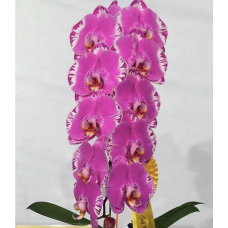 Phal. OX King × Fullers Purple Queen уценка