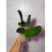 Фаленопсис Джибао Венус (Jiuhbao Venus)