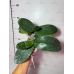 Фаленопсис (Schilleriana var. Purpurea x Philippinensis Wild Big)