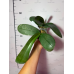 Фаленопсис (Amabilis x Schilleriana)