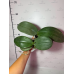 Фаленопсис (Philippinensis x Gigantea)