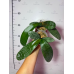 Фаленопсис (Schilleriana M405 x Stuartia var. nobilis)
