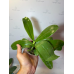 Фаленопсис (KS Blue Luedde x Lioulin Blue Parrot)