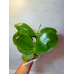Фаленопсис (Tetraspis Blue Spot x Lioulin Blue Parrot)