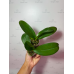 Фаленопсис (Green Apple  бабочка)