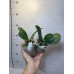 Фаленопсис  ((Golden Peoker x Gigantea) Mannii)