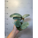 Фаленопсис (Schilleriana silver)