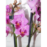 Phal. Hybrid №716 метелик Phal. Hybrid №716 метелик