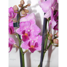 Phal. Hybrid №716 метелик Phal. Hybrid №716 метелик