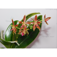 Phal. Hybrid №799 уцінка Phal. Hybrid №799 уцінка