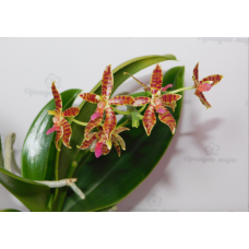 Phal. Hybrid №799 уценка