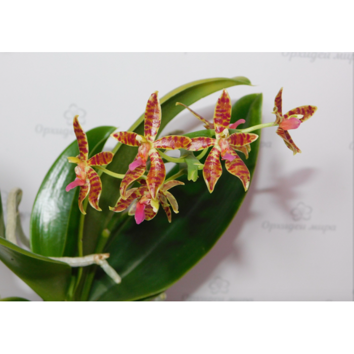 Фаленопсис Hybrid №799 уцінка Фаленопсис Hybrid №799 уцінка