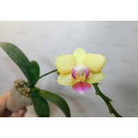 Phal. Swan Tango