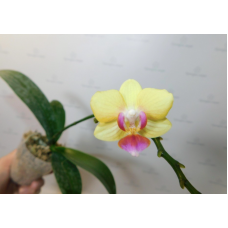 Phal. Swan Tango