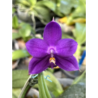 Phal. Yaphon Blue Bird hybrid уцінка