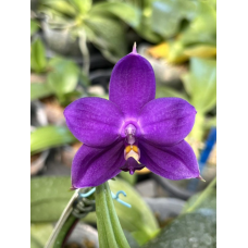 Phal. Yaphon Blue Bird hybrid уценка