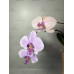 Фаленопсис (Hybrid Pink) Фаленопсис (Hybrid Pink)