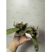 Фаленопсис Стюартина Нобилис (Stuartiana var. Nobilis × sib) Фаленопсис Стюартина Нобилис (Stuartiana var. Nobilis × sib)