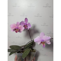 Phal. Hybrid Pink Phal. Hybrid Pink