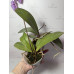 Фаленопсис (Hybrid Pink) Фаленопсис (Hybrid Pink)