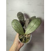 Фаленопсис (LDs Bear King 75 x Schilleriana)