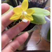 Phal. Hybrid Yellow