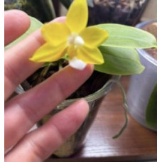 Phal. Hybrid Yellow
