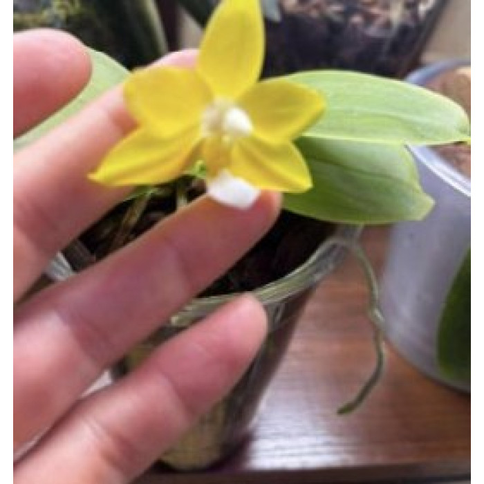 Фаленопсис (Hybrid Yellow)