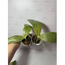 Phal. Gigantea hybtid уцінка