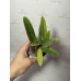 Каттлея (Percivaliana var Alba Canaima Maiandro x self)
