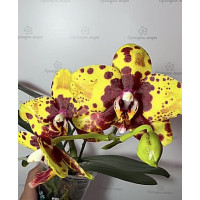 Phal. GW Green World hybrid уцінка