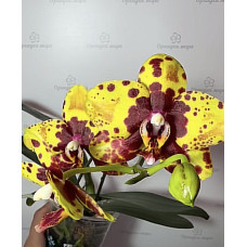 Phal. GW Green World hybrid уцінка