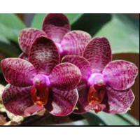 Phal. I-Hsin Spot Eagle уцінка
