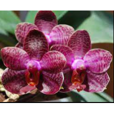 Phal. I-Hsin Spot Eagle уцінка
