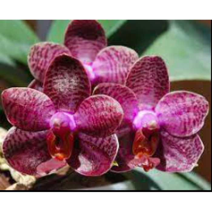 Фаленопсис (Phal. I-Hsin Spot Eagle уцінка)