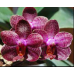Фаленопсис (Phal. I-Hsin Spot Eagle уцінка)